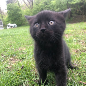 Meet your Posher, Penelope